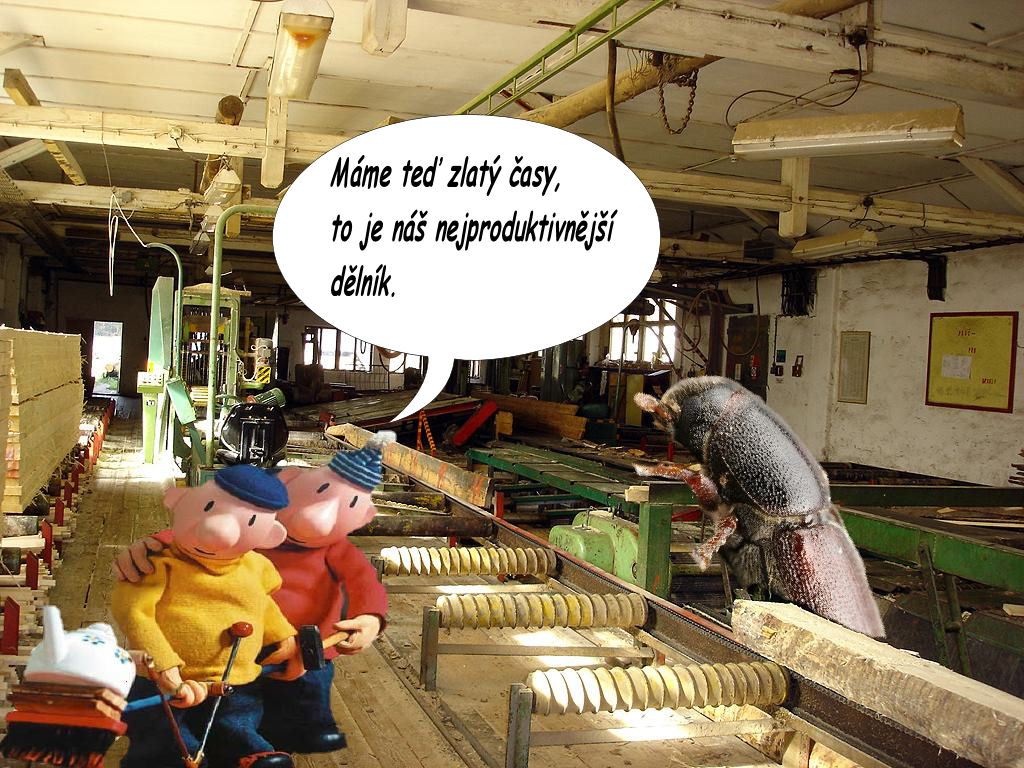 065 kůrovec 1