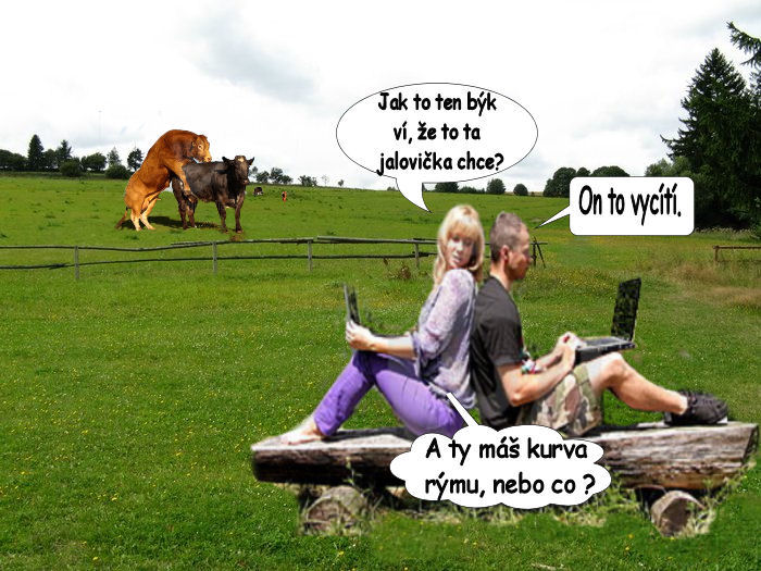 504 býk a rýma