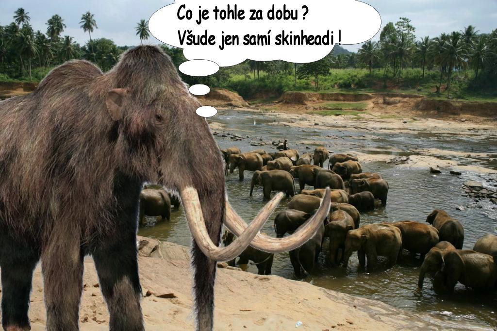 600 mamut