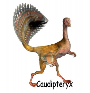 caudipteryx-dinosaur-friedrich-saurer.jpg